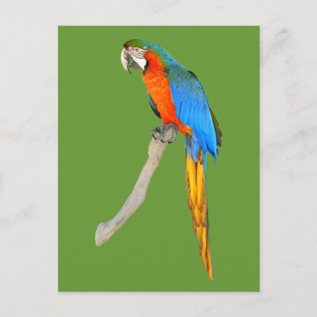Isolated Scarlet macaw Postcard (Front)