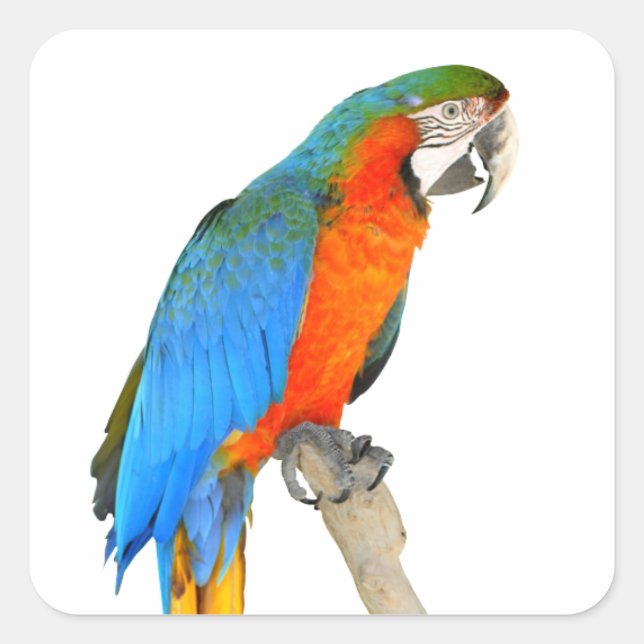 Isolated Scarlet macaw Square Sticker (Front)
