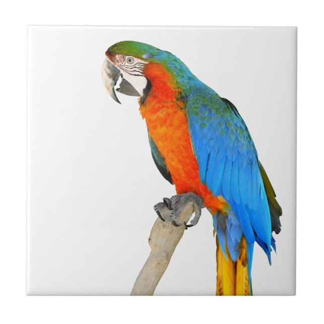 Isolated Scarlet macaw Tile (Front)