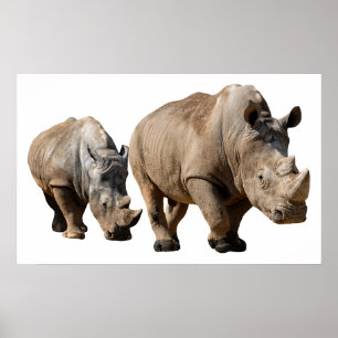 Isolated two white rhinoceros poster