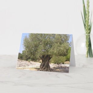 Israel Olive Tree Card