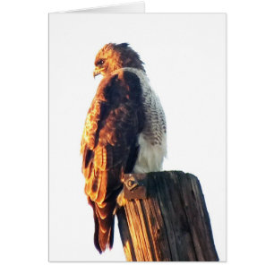 "It is Not Enough to Be Good...." Cooper's Hawk