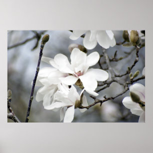 It Must be Spring, Tulip Tree in Bloom Poster