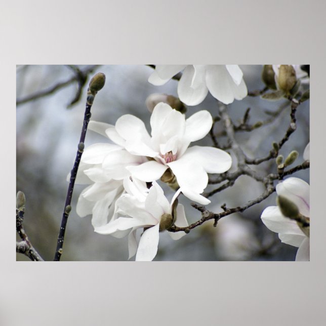It Must be Spring, Tulip Tree in Bloom Poster (Front)