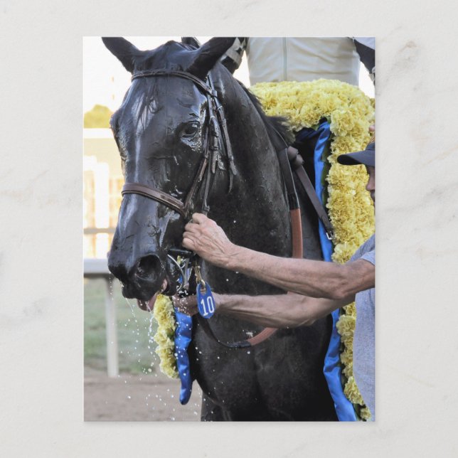 It Tiz Well, Cotillion Winner Postcard (Front)
