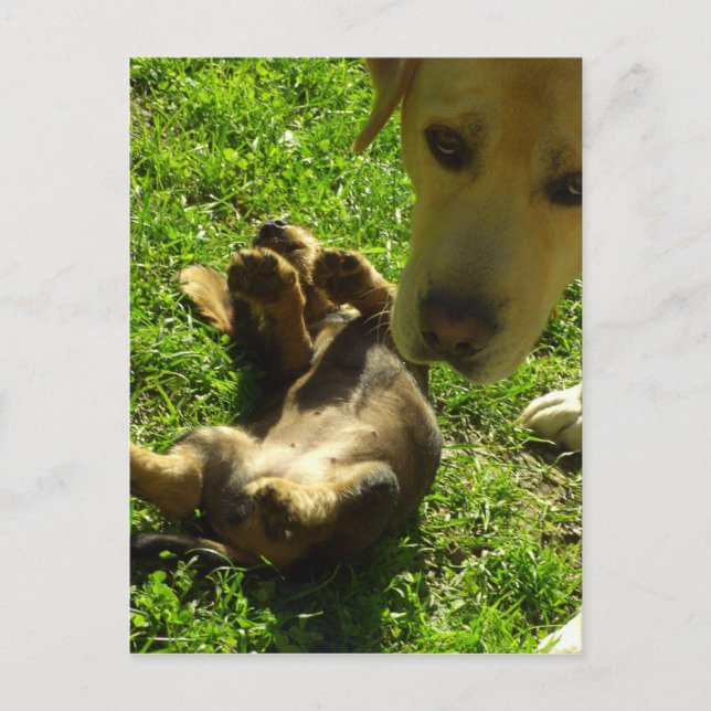 It wasn't me postcard (Front)