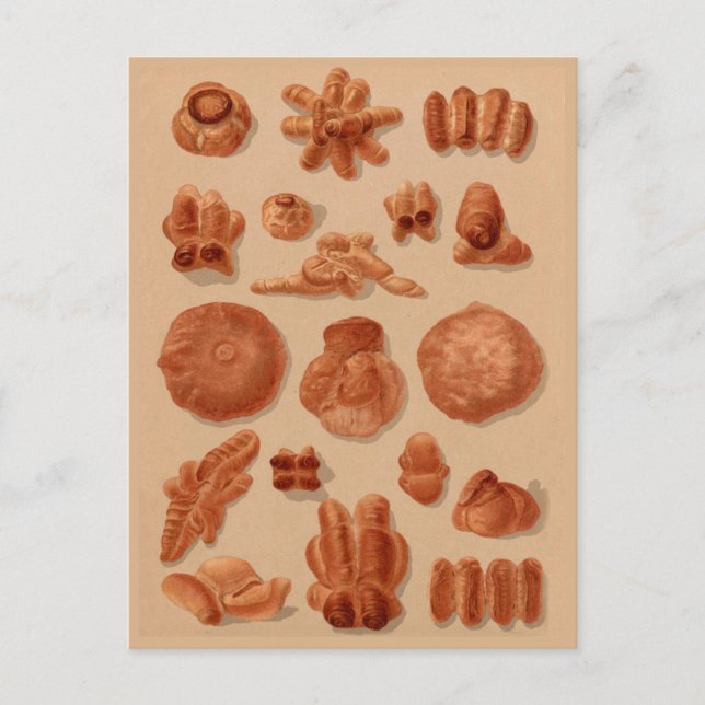 Italian Breads vintage bakers illustrations chart Postcard (Front)