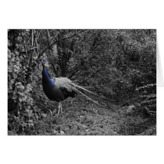 Italian cards, Trento