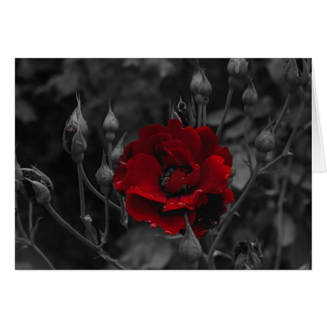 Italian cards, Trento (Front Horizontal)