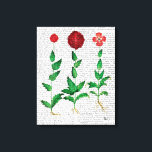 Italian Carnation 2 Canvas Print<br><div class="desc">Botanical & Floral</div>