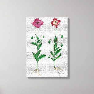 Italian Carnation 3 Canvas Print