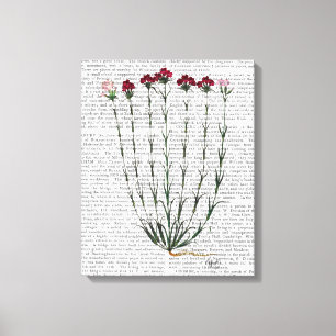 Italian Carnation 4 Canvas Print