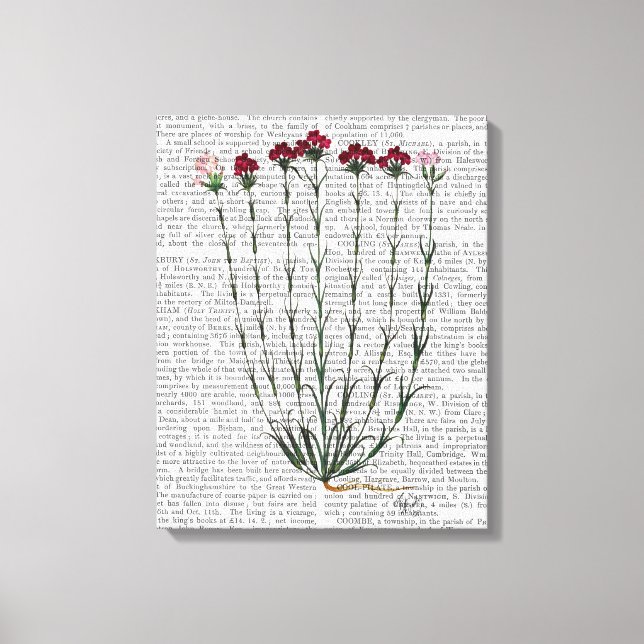 Italian Carnation 4 Canvas Print (Front)