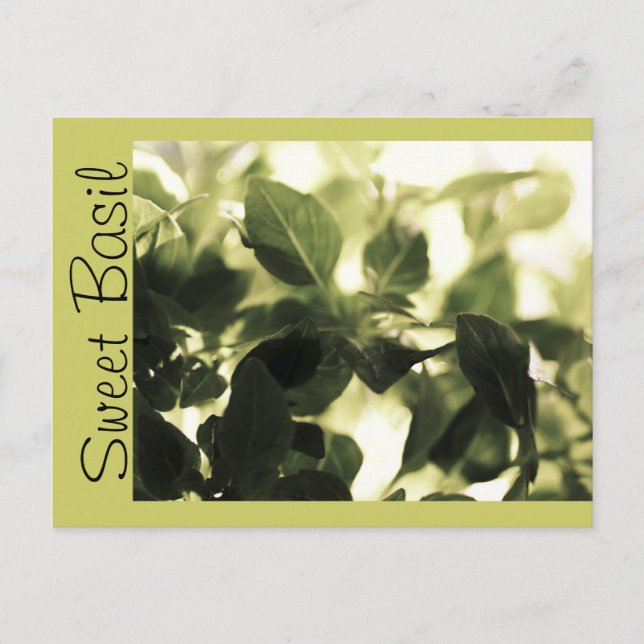 Italian Cooks! Sweet Basil, Recipe Cards, Labels Postcard (Front)