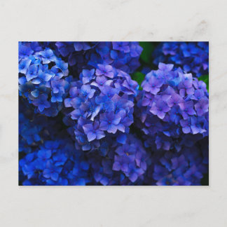 Italian Deep Blue Hydrangeas Postcard