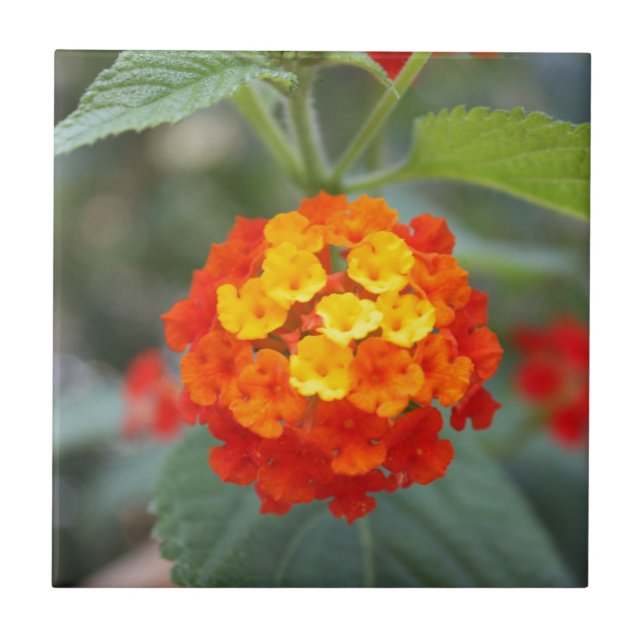 Italian flowers tile (Front)