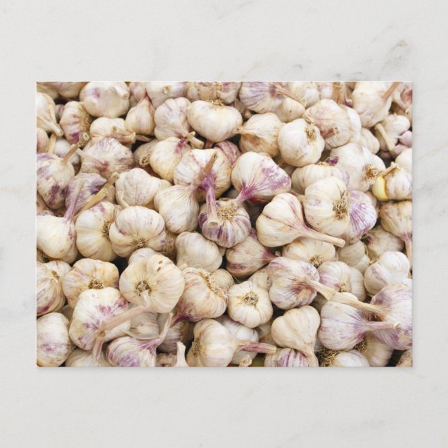 Italian Garlic Bulbs Postcard (Front)