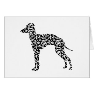 Italian Greyhound