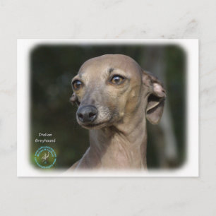 Italian Greyhound 9K74D-11 Postcard