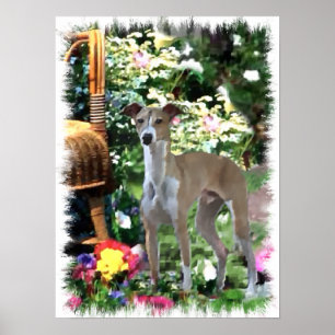 Italian Greyhound Art Print