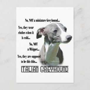 Italian Greyhound FAQ Postcard