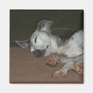 Italian Greyhound Magnet - "Max"