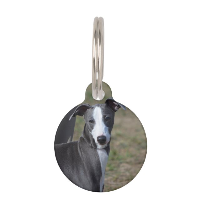 Italian Greyhound Pet Tag (Front)