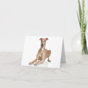 Italian Greyhound Puppy Dog Blank Note Card