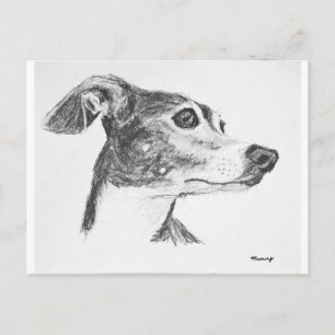 Italian Greyhound Sketch Postcard