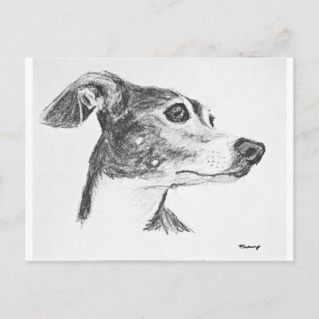 Italian Greyhound Sketch Postcard (Front)