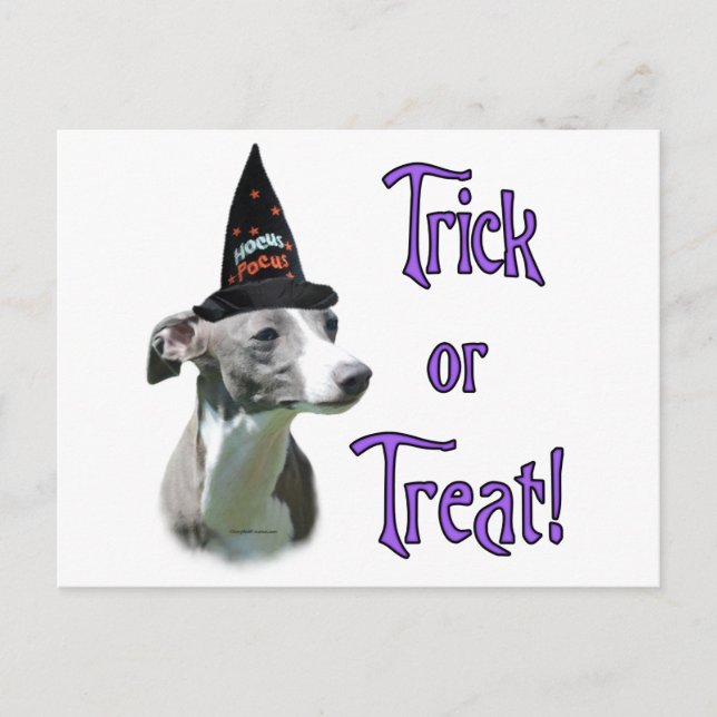 Italian Greyhound Trick Postcard (Front)