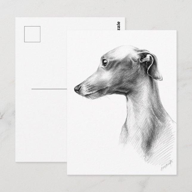 Italian Greyhound Whippet dog portrait drawing art Postcard (Front/Back)