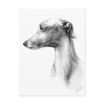 Italian Greyhound Whippet dog portrait drawing art