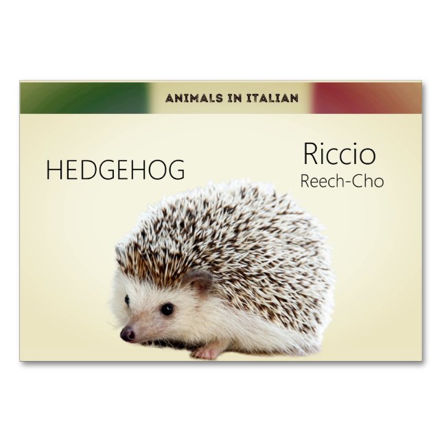 Italian Language Cards Hedgehog Animal Flash | (Front)