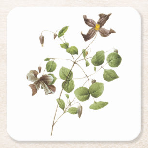 Italian leather flower(Clematis) by Redouté Square Paper Coaster