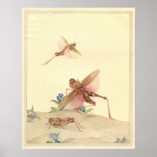 ITALIAN LOCUSTS - Insect Book Illustration Poster