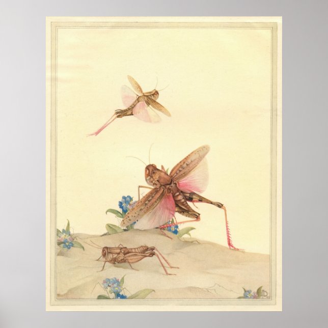 ITALIAN LOCUSTS - Insect Book Illustration Poster (Front)