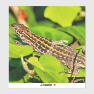 Italian wall lizard