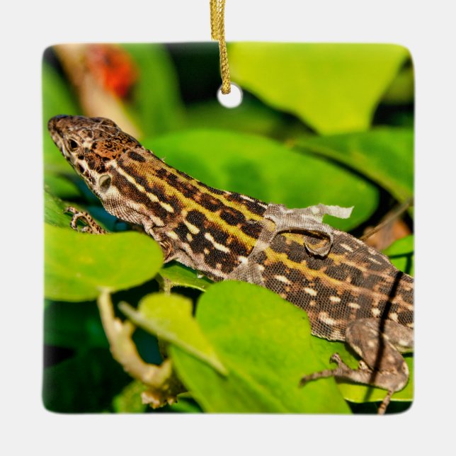 Italian wall lizard ceramic ornament (Front)