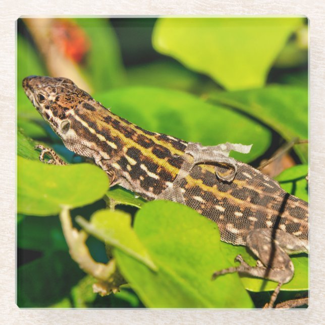Italian wall lizard glass coaster (Front)