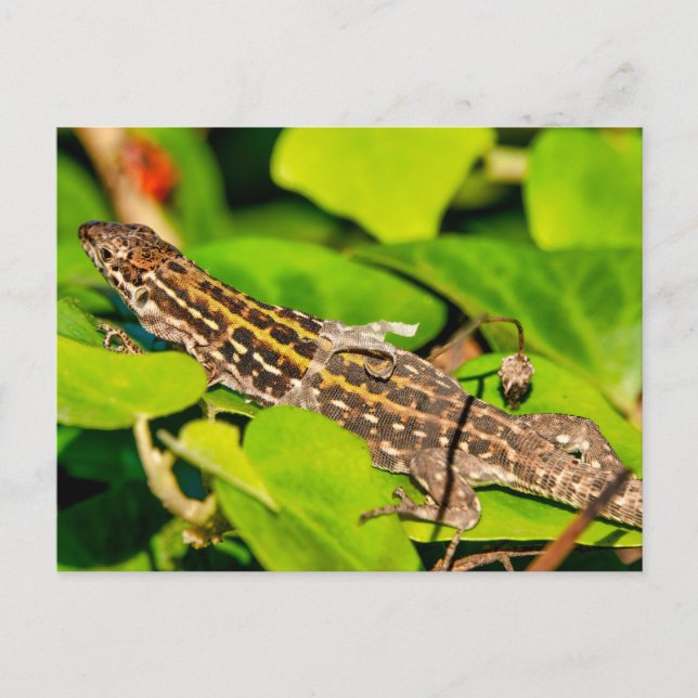 Italian wall lizard postcard (Front)