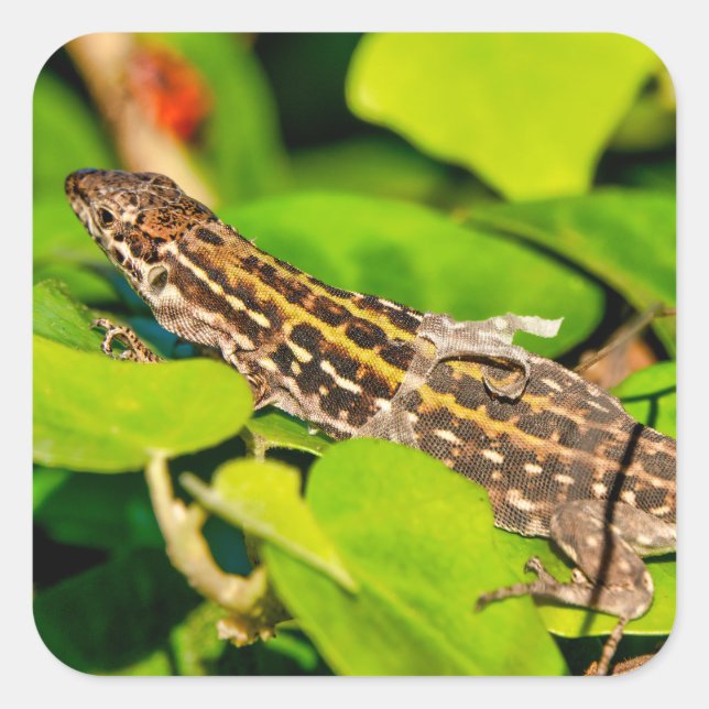 Italian wall lizard square sticker (Front)