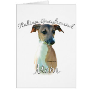 Italien Greyhound Maman 2