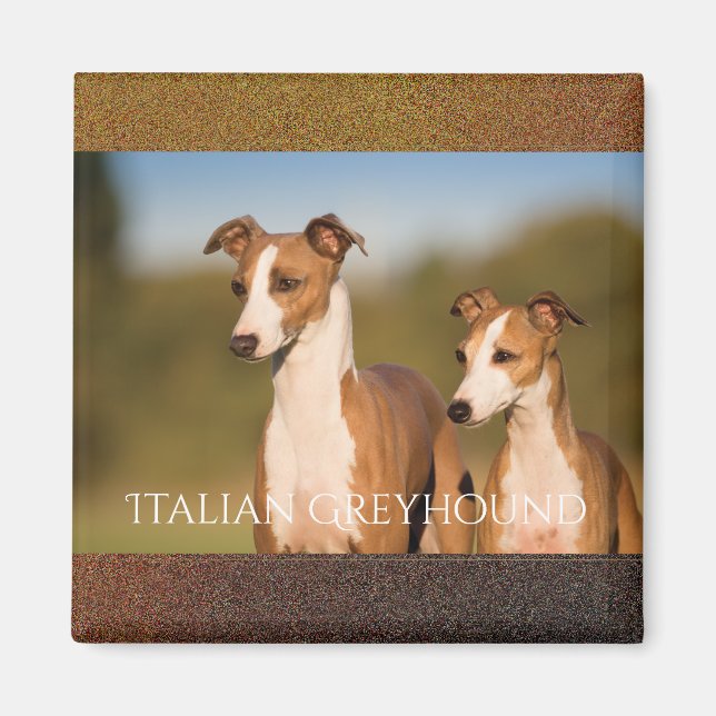 Italien Greyhounds Magnet (Devant)