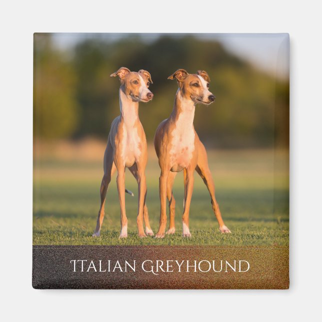 Italien Greyhounds Magnet (Devant)