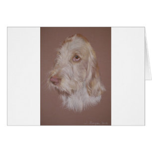Italien Spinone