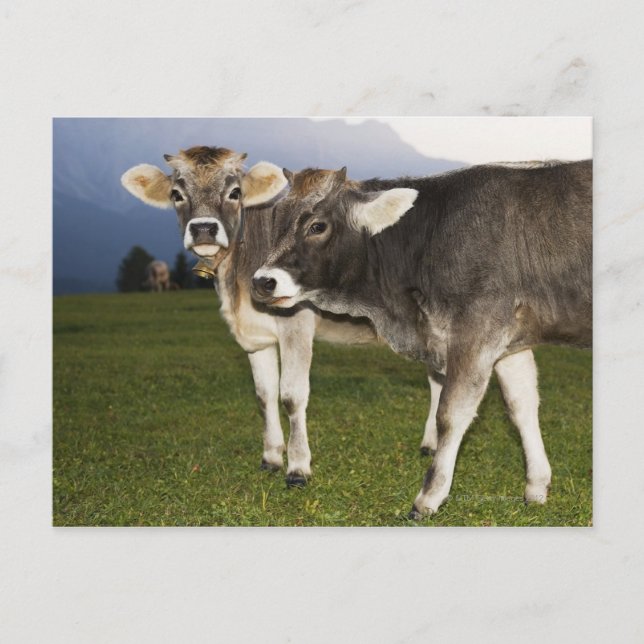 Italy, Alto Adige Postcard (Front)