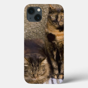 Italy, Cinque Terre, Vernazza. Three cats beside iPhone 13 Case