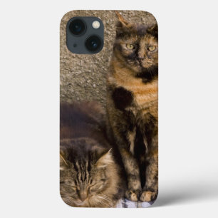 Italy, Cinque Terre, Vernazza. Three cats beside iPhone 13 Case