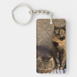 Italy, Cinque Terre, Vernazza. Three cats Keychain